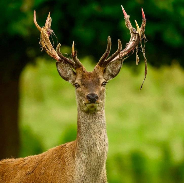 A native Irish Red shedding velvet to reveal hardened new antlers