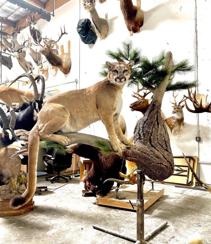 This heat is making us miss the snow and mountain lion season!
