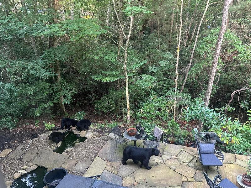 Small mama with three cubs drinking from our pond this morning in Asheville, NC.