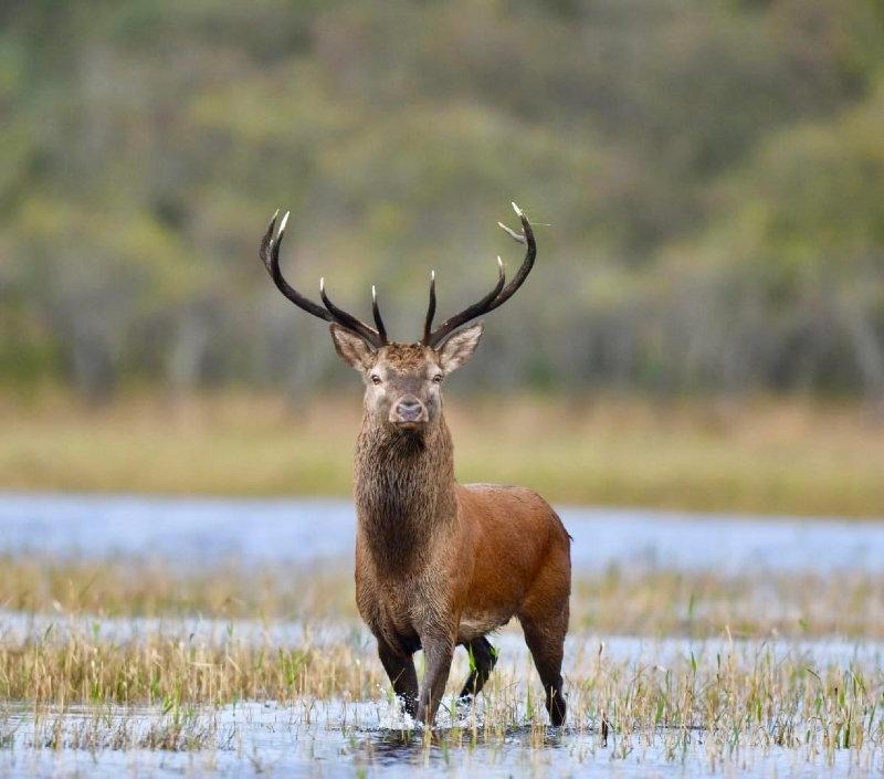 A native Irish Red stag