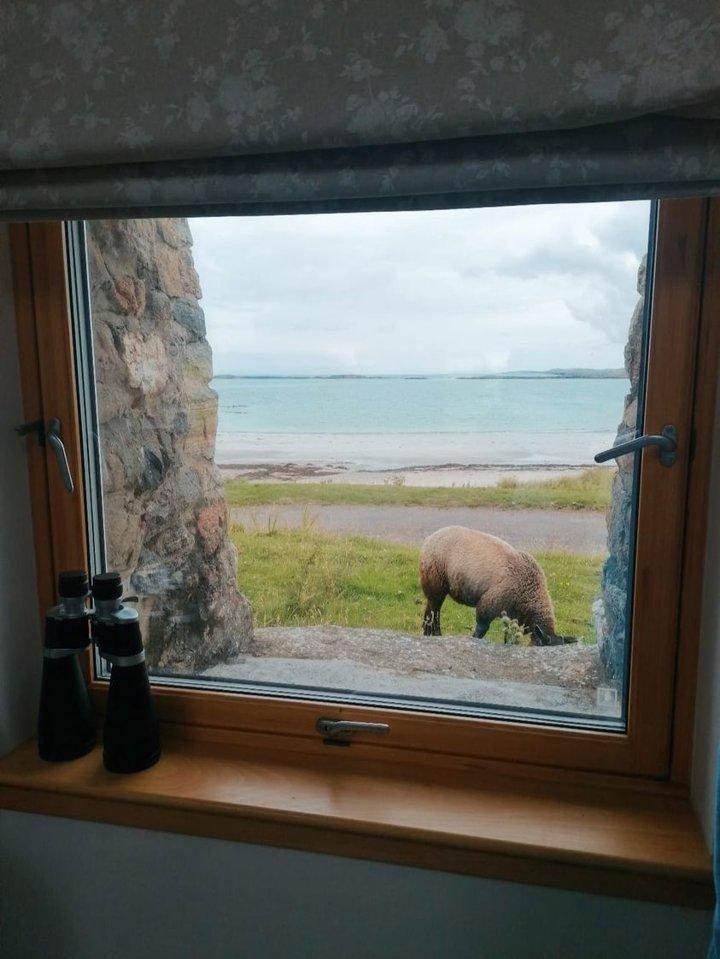 Beach and sheep, Isle of Tiree, Scotland 🏴󠁧󠁢󠁳󠁣󠁴󠁿