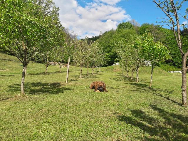 I'm a farmer growing blueberries (for living) and other fruits and vegetables, in small village near Krnjak, Croatia.