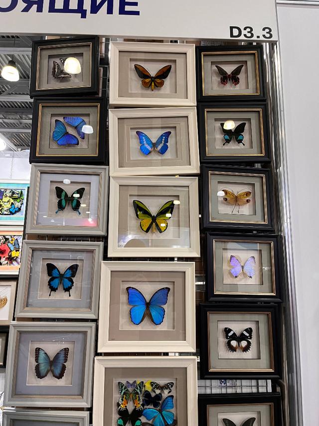 Бабочки 🦋