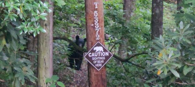 My safe cabin 🐻 home from the world in Western NC Blueridge Mountains 