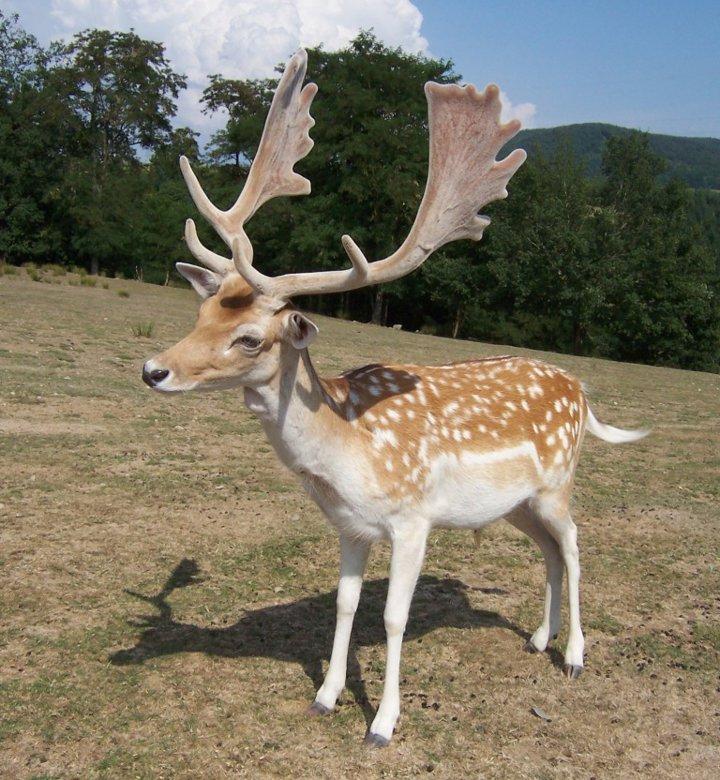 The fallow deer (Dama dama) is the most common species of deer in the world.
