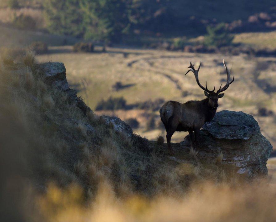 Back from the mountains, we go out for a first outting in lower grounds and we get shocked by the amazing variety of game that we find on our way.