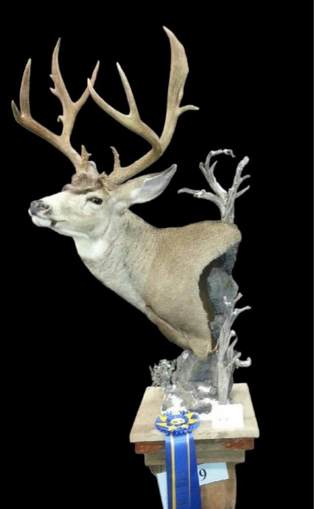 With all the hunts starting to fire up BlueRidge Taxidermy  just wanted to say good luck.