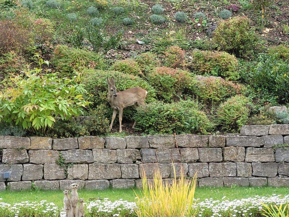 View from my living room.The deer come every day.Greetings from Bavaria Germany.