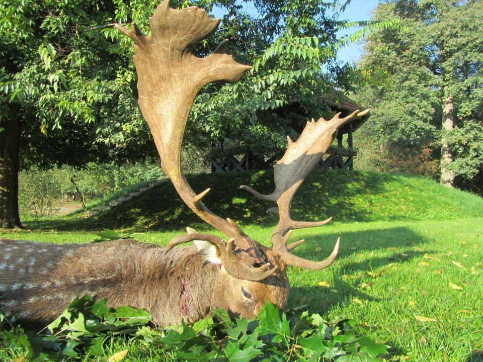 Huge fallow deer ( Dama dama)  in the gold medal class,  hunted with Pannonvad  in Hungary .