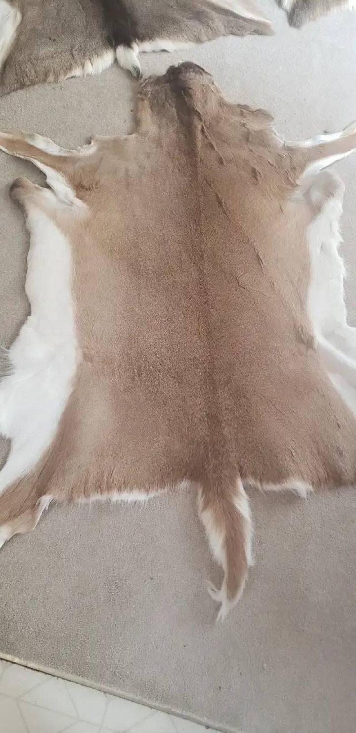 Tanned Muley deer 