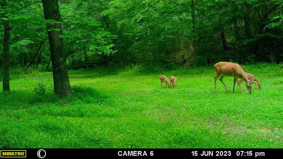 Mother and her triplets