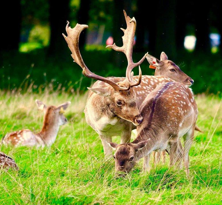 A Phoenix Park Fallow Buck shows affection to a Doe during rut 2023.