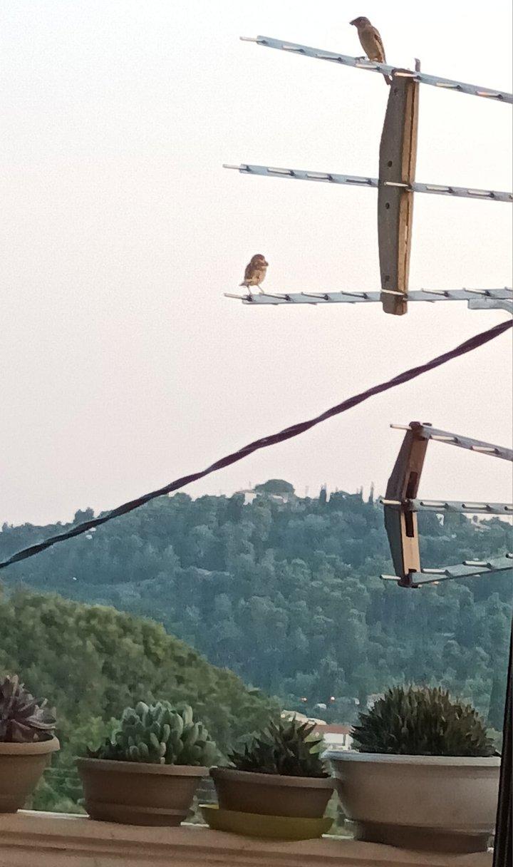 This is a close up shot from my living room window in Ancient Olympia, Greece.