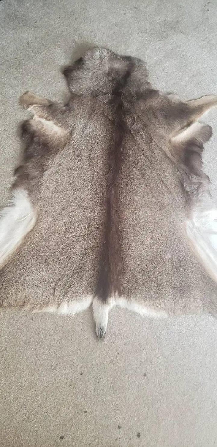 Tanned Muley deer 