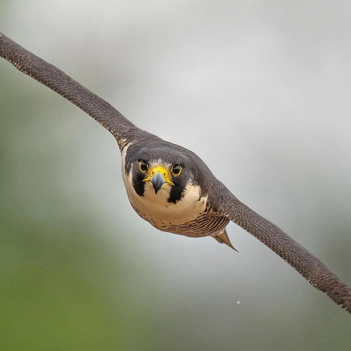 Falcon