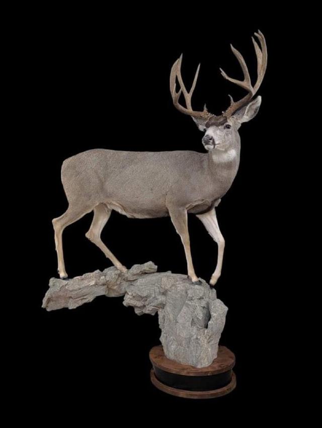 With all the hunts starting to fire up BlueRidge Taxidermy  just wanted to say good luck.