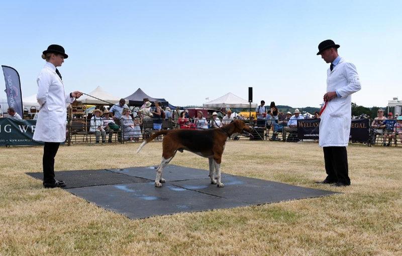 An image of Belvoir Gentry, Champion Dog Hound at Blaston HounDshow