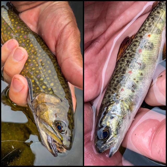 “Landlocks & Brookies” • The fam and I were out trying to find moose along the dirt roads when we stumbled upon an apparently unnamed pond on the Connecticut River, which is scarcely more than a humble brook that far up.