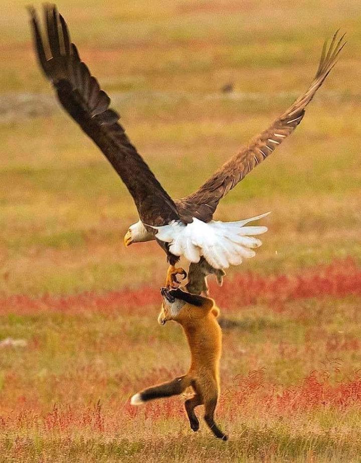 Photographer Captures Eagle and Fox Fighting Over Rabbit in Midair.