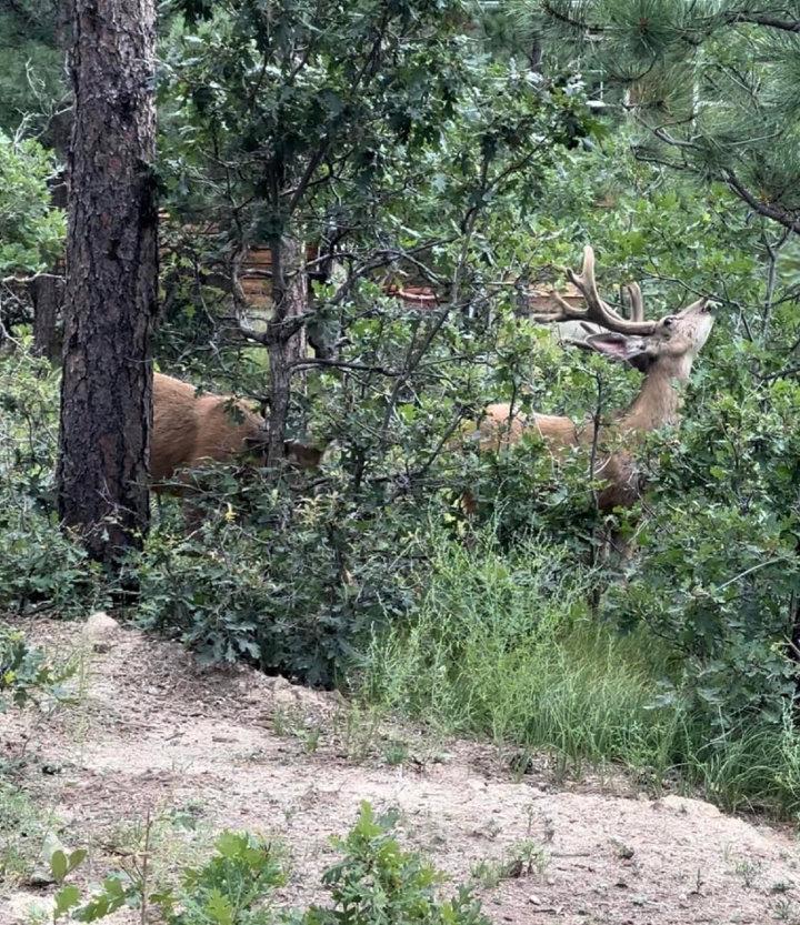 Our home, Larkspur Colorado.