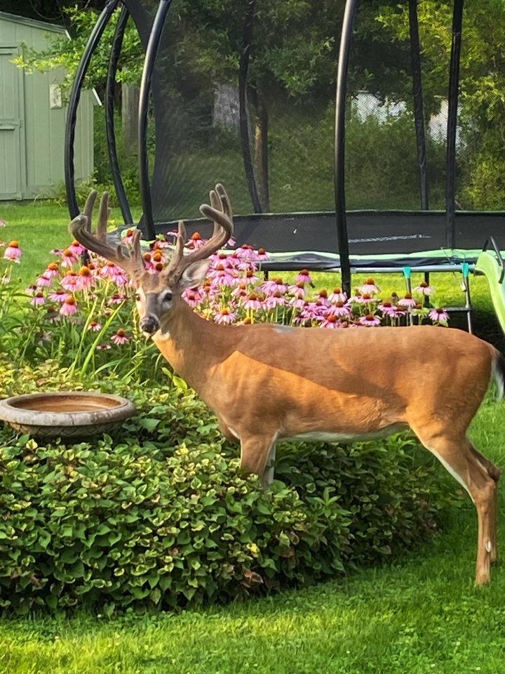 My kitchen window view.