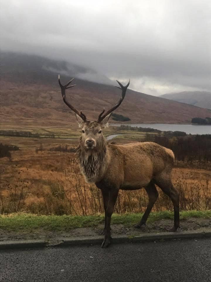 One of my old photos I took a few years ago up Glen Coe  🦌