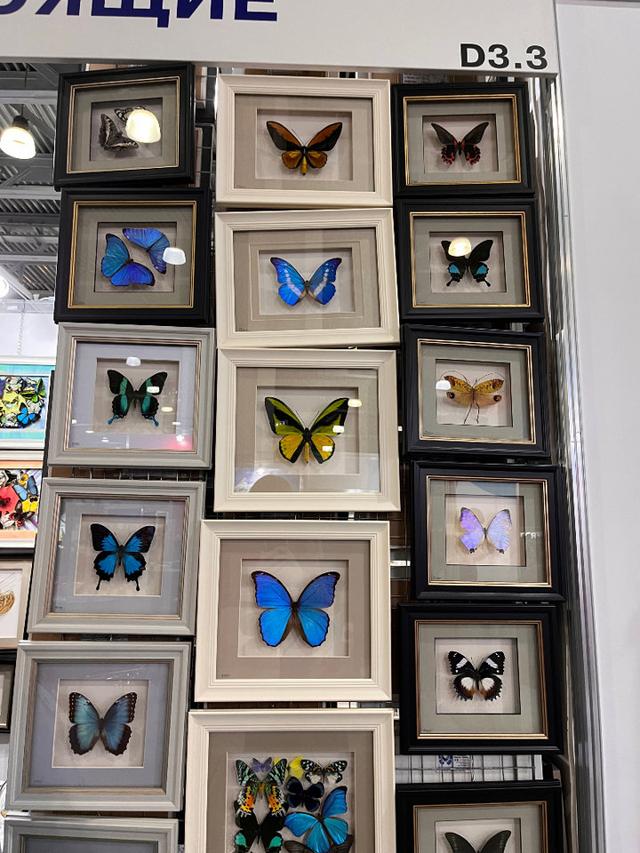 Бабочки 🦋